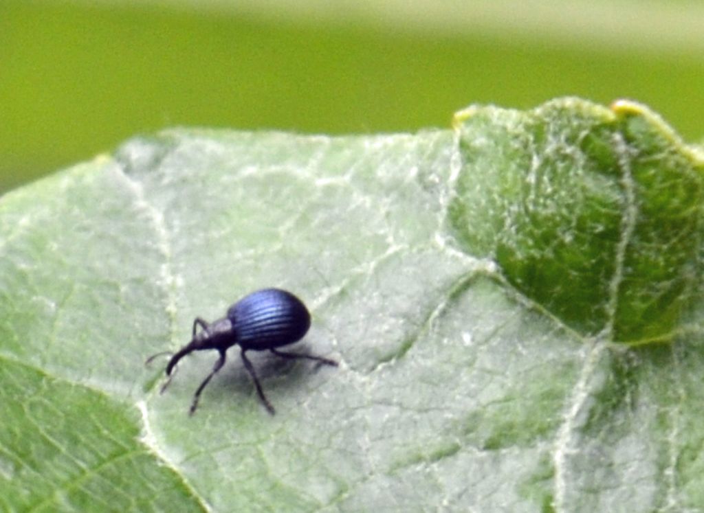 Piccolo curculionide id-Holotrichapion cf. pisi (Apionidae)